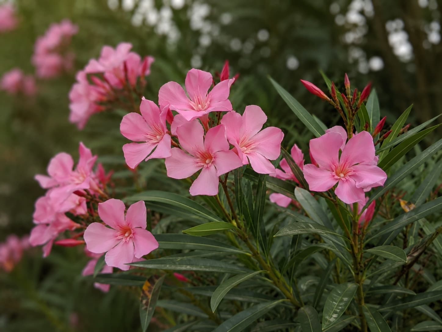Illustration of pink oleander flower clusters with five-petaled blooms against narrow glossy evergreen leaves.