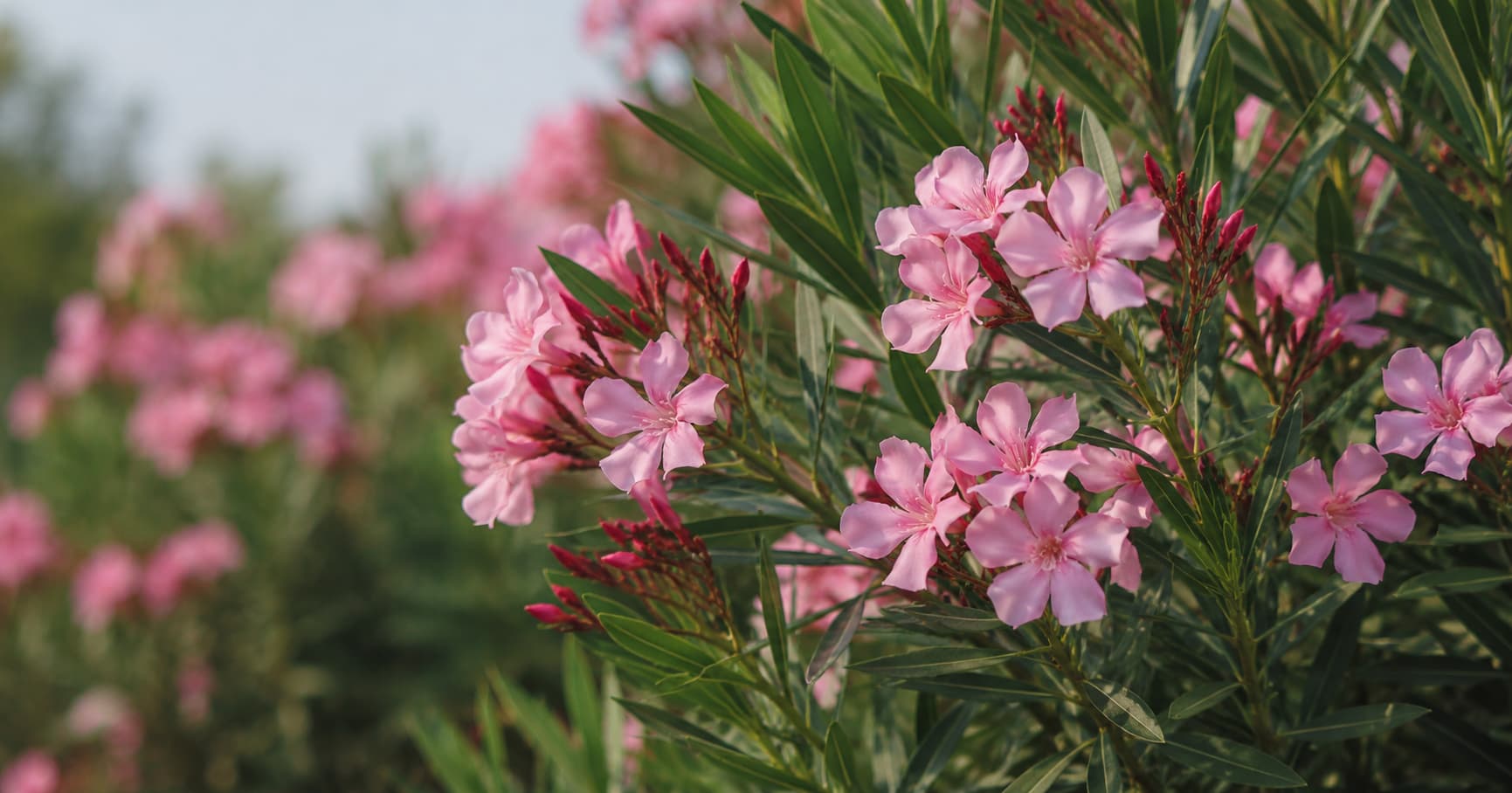 Illustration of pink oleander flowers and red buds among narrow dark green leaves in soft natural sunlight.