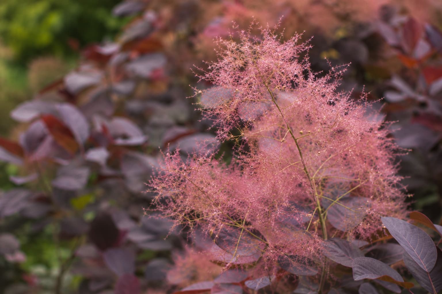 Illustration of pink smoke bush panicles showing fine hairlike filaments against softly blurred purple leaves in summer light.