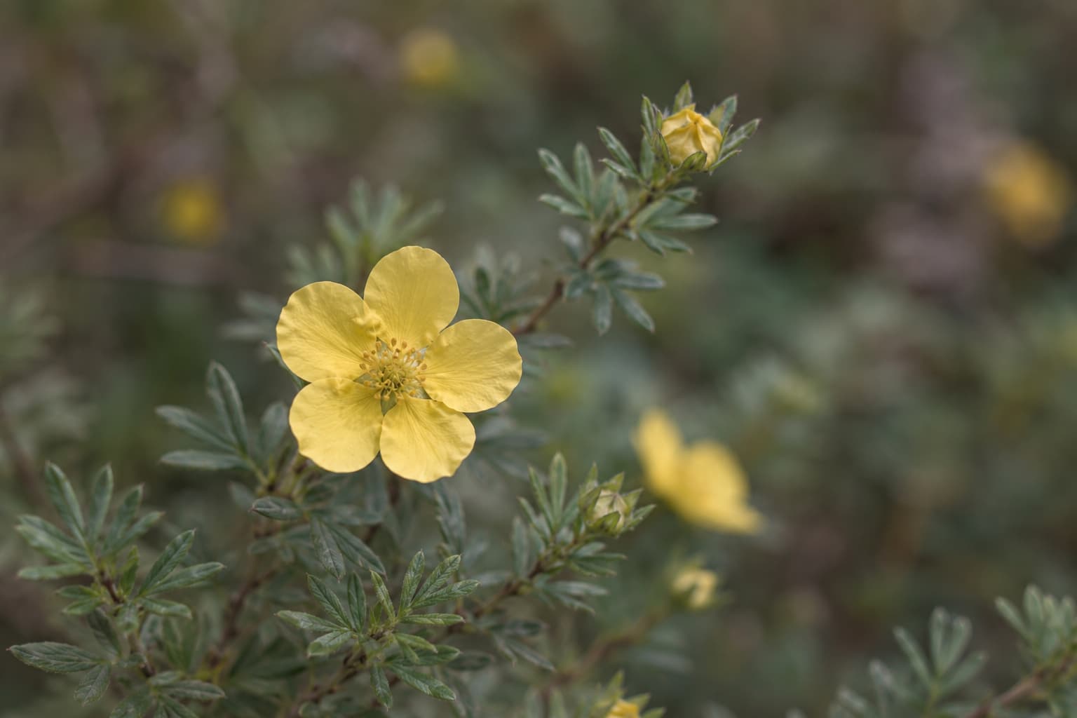 Illustration of a butter-yellow potentilla flower with five rounded petals above small blue-green compound leaves.