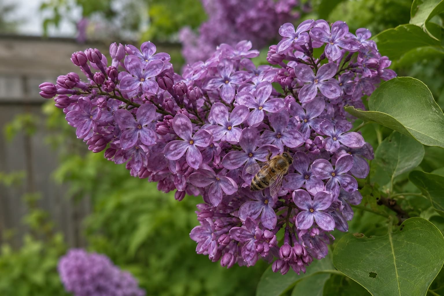 Illustration of a purple lilac panicle with four-petaled florets and a honeybee foraging among the flowers.