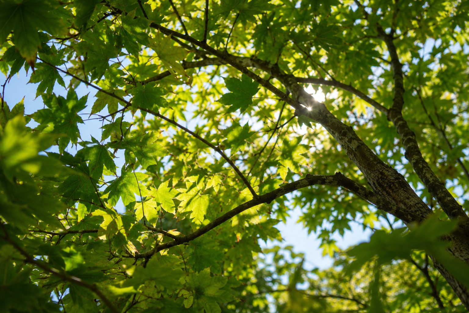 Illustration looking through the green summer canopy of a mature red maple with filtered sunlight between the leaves.