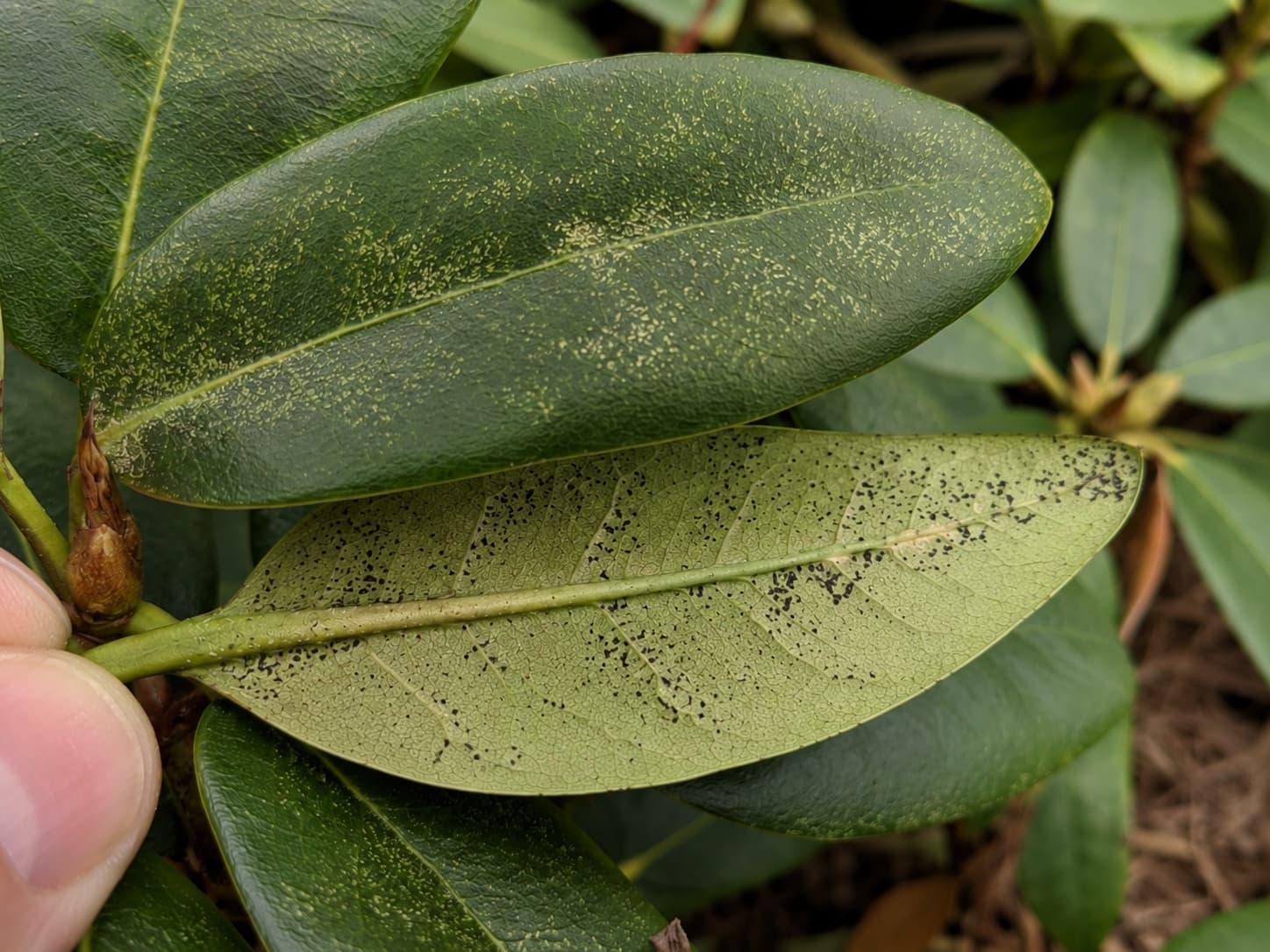 Illustration of silvery stippling on a rhododendron leaf with dark lace bug residue concentrated beneath the veins.