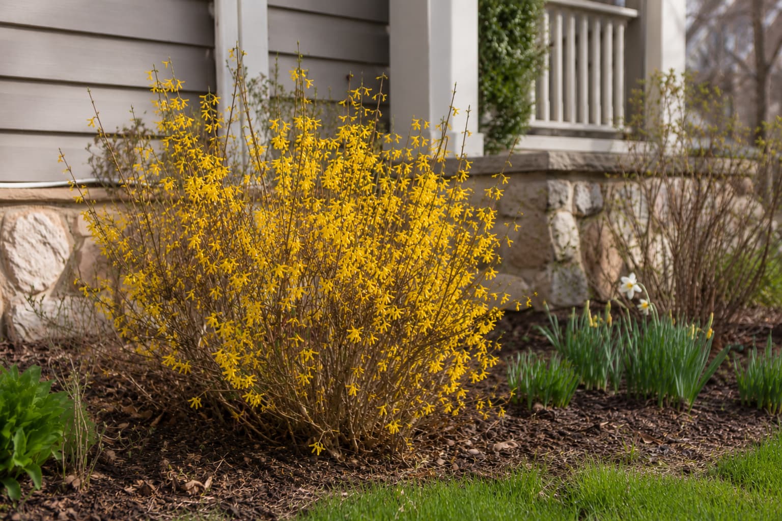 Illustration of a compact Show Off forsythia covered with yellow flowers in a sunny foundation garden bed.