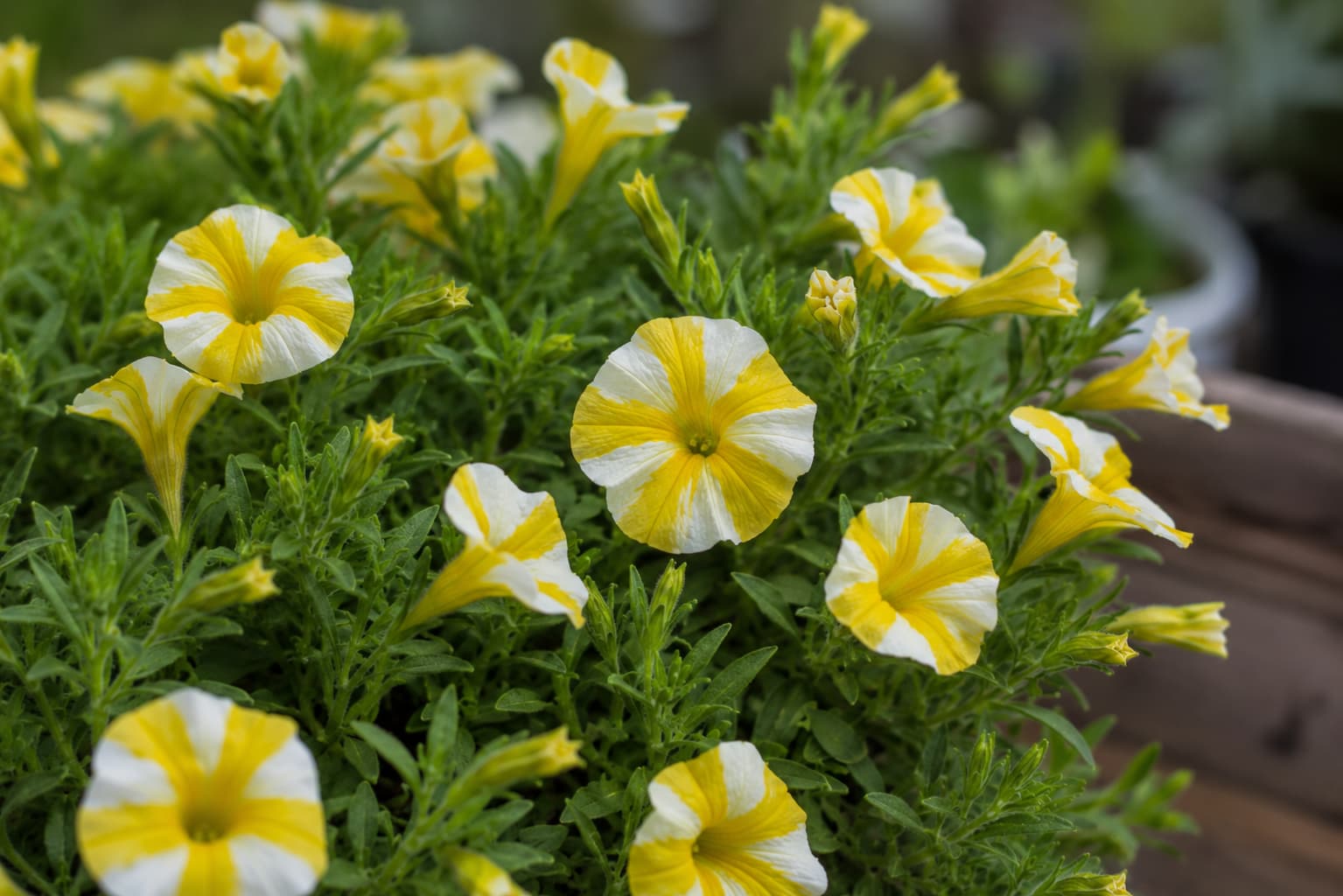 Illustration of Superbells Lemon Slice calibrachoa flowers with yellow and white striped pinwheel-patterned petals.