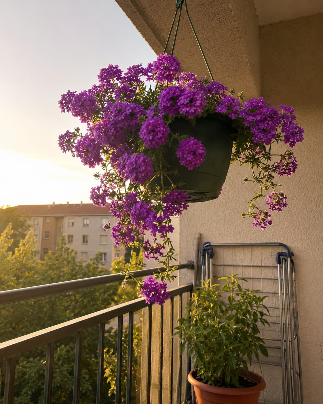 Illustration of trailing verbena flowers spilling from a sunny patio container
