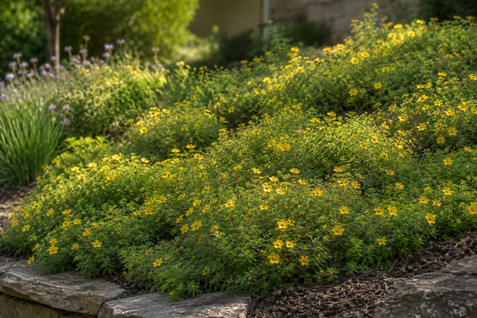 Illustration of yellow potentilla shrubs forming a low flowering ground cover across a sunny garden slope.