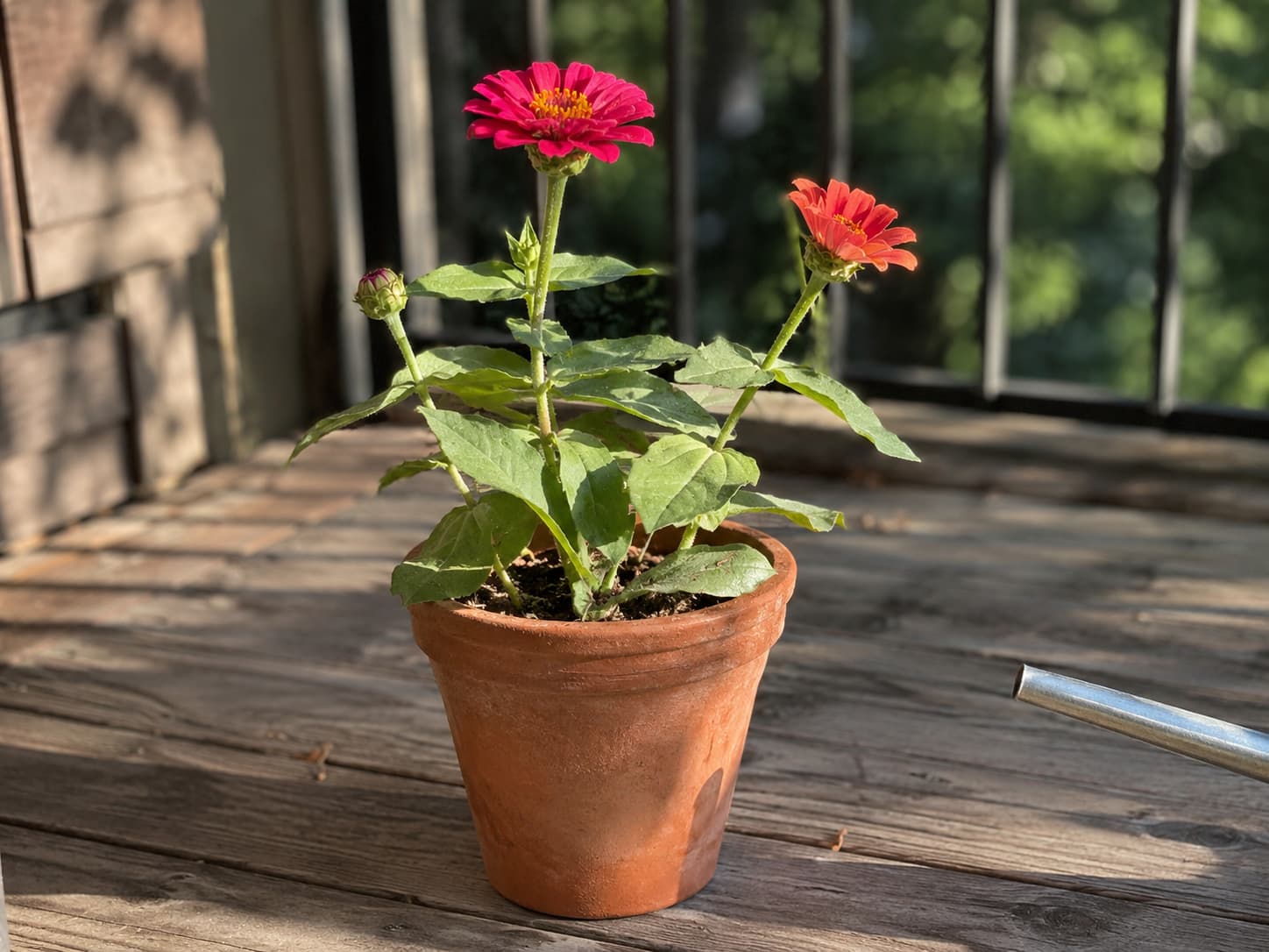 Illustration of bright zinnia flowers growing in a small terracotta pot on a sunny balcony