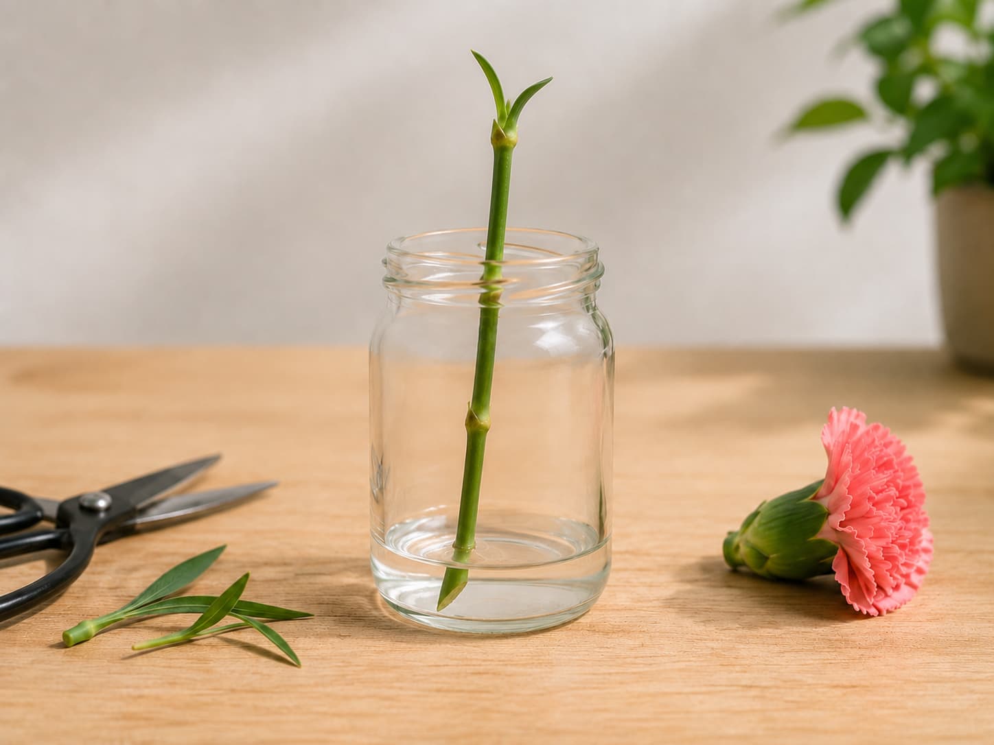 Carnation stem prepared for water propagation in a glass jar with low water, 45-degree cut stem, removed flower head and leaves