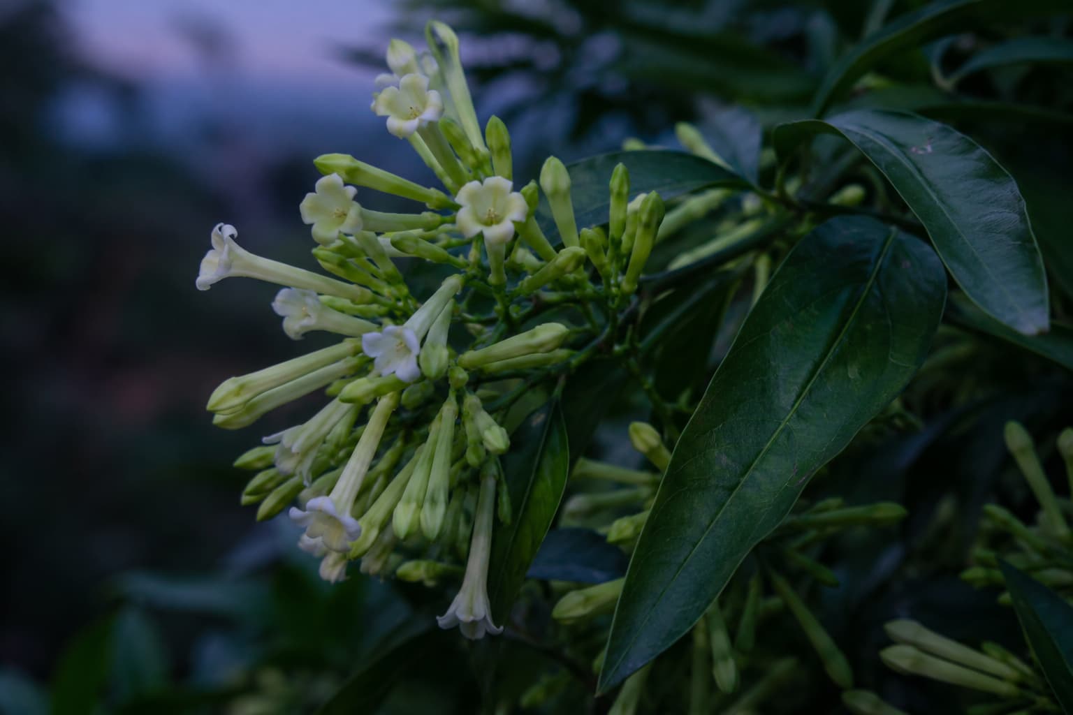 Close-up of greenish-white Cestrum nocturnum flowers clustered beside long dark green leaves in evening light.