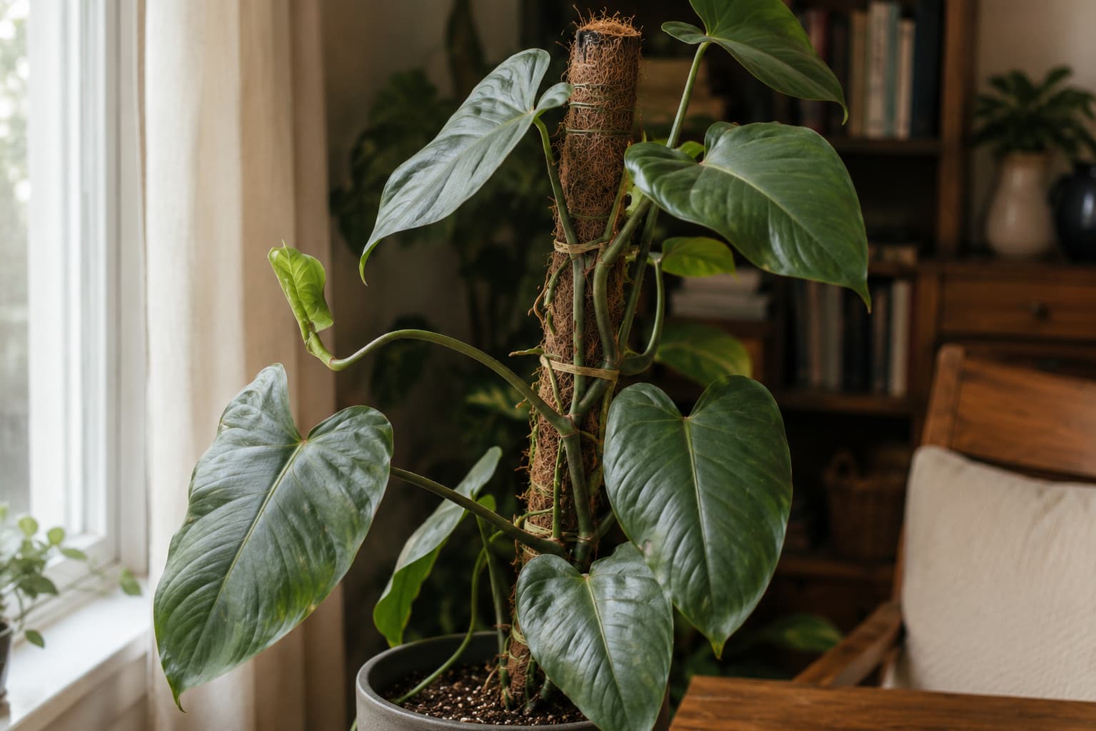 Healthy climbing philodendron attached to a moss pole beside a softly lit indoor window