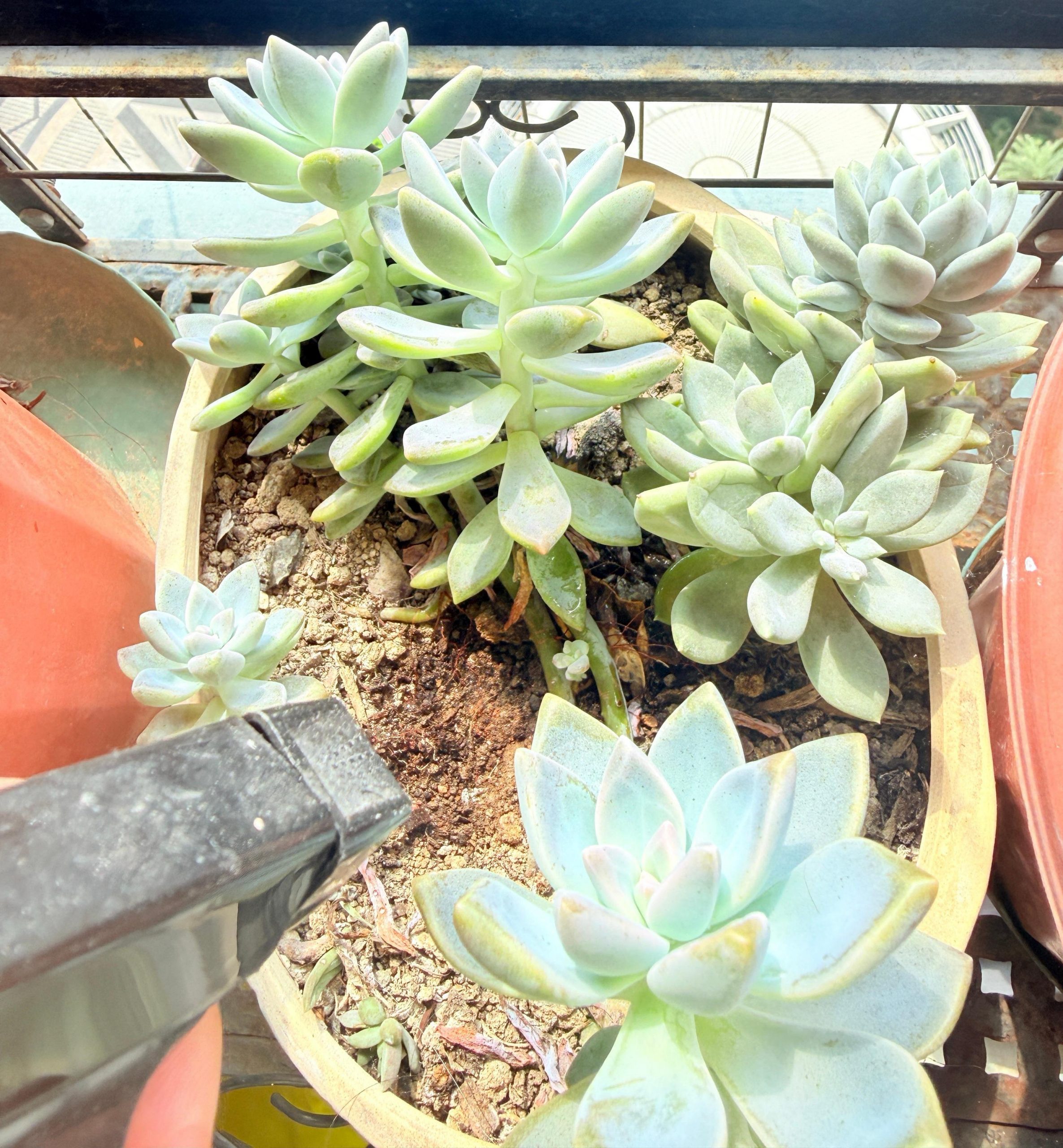 Photo showing Echeveria being watered at soil level with a narrow-spout watering can
