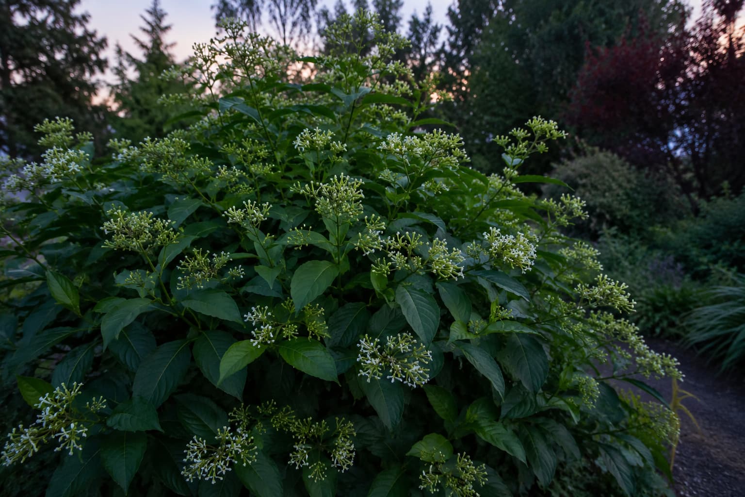 Mature night-blooming jasmine shrub with greenish-white flower clusters opening against a softly lit twilight garden.