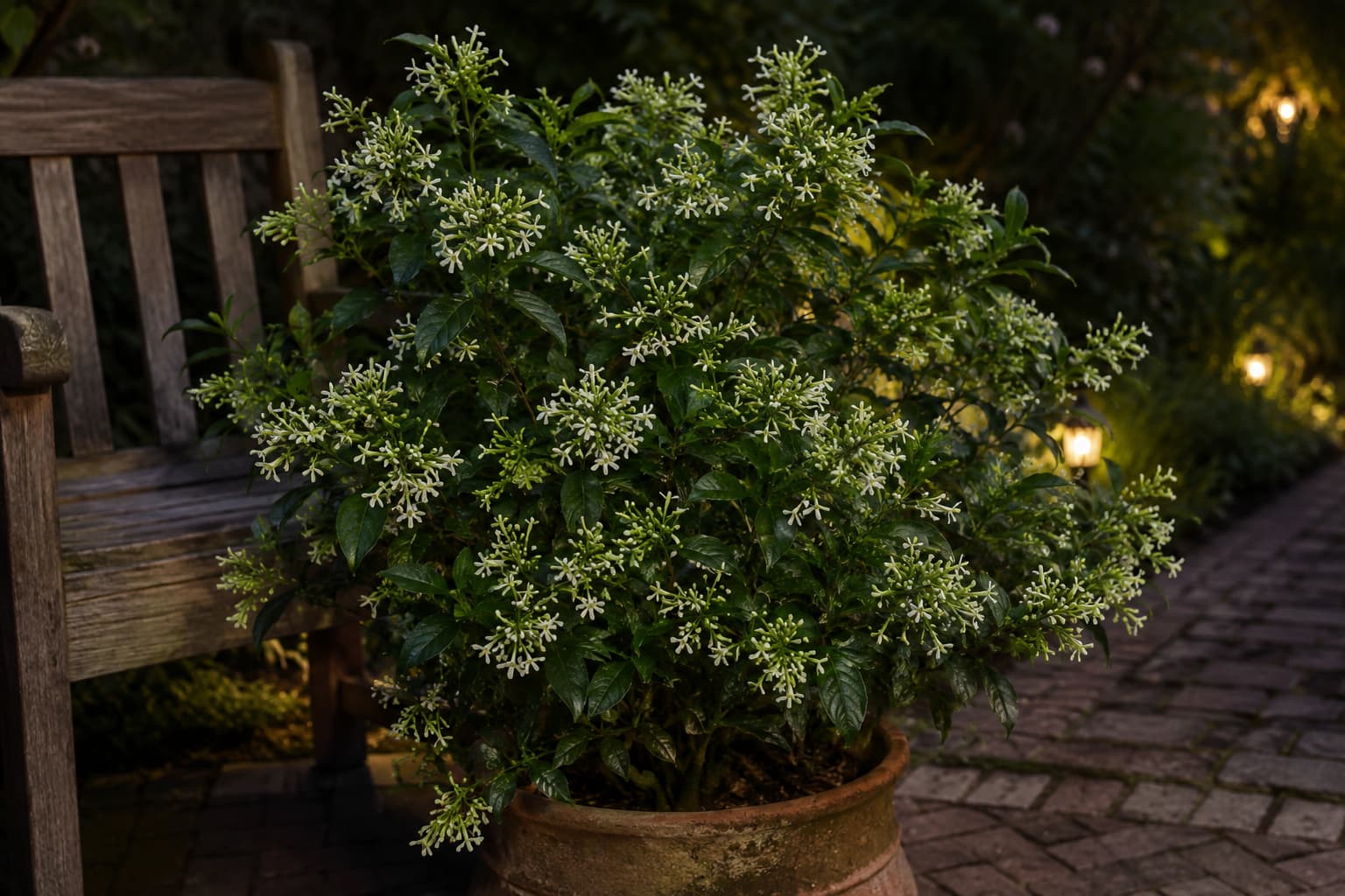 Potted night-blooming jasmine covered in pale flower clusters beside a wooden bench in soft evening garden light.