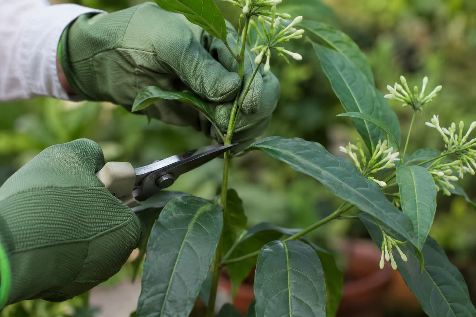 Gloved hands pruning a night-blooming jasmine stem just above a healthy outward-facing leaf node.
