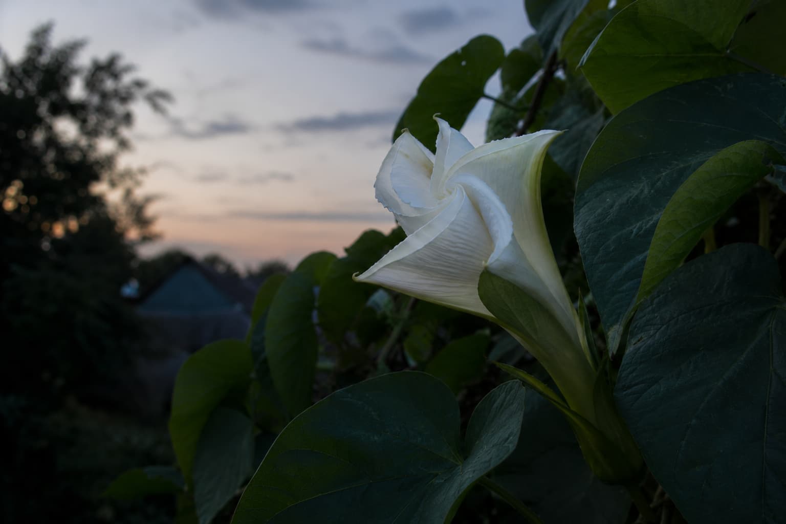 White moonflower unfurling at dusk among dark green heart-shaped leaves beneath a softly clouded evening sky.