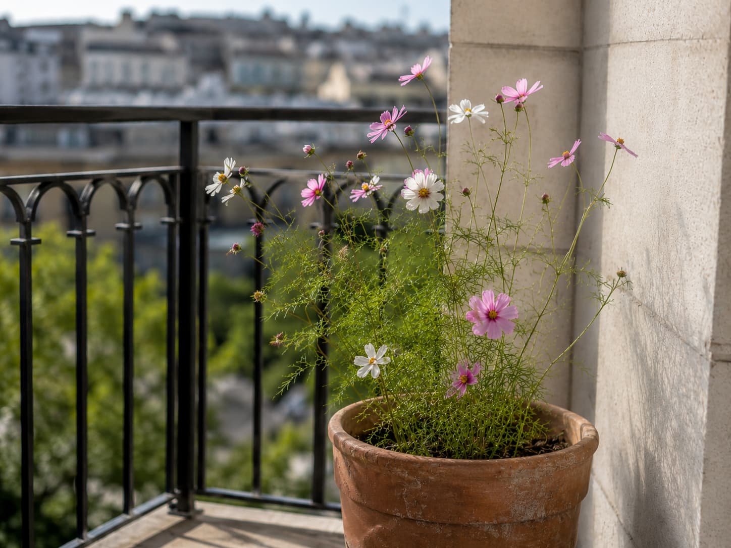 Illustration of airy cosmos growing in a heavy balcony container positioned beside a protective wall.