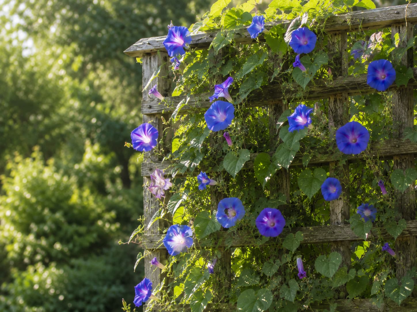 Illustration of blue and purple morning glory vines climbing a weathered wooden trellis in soft morning sunlight.