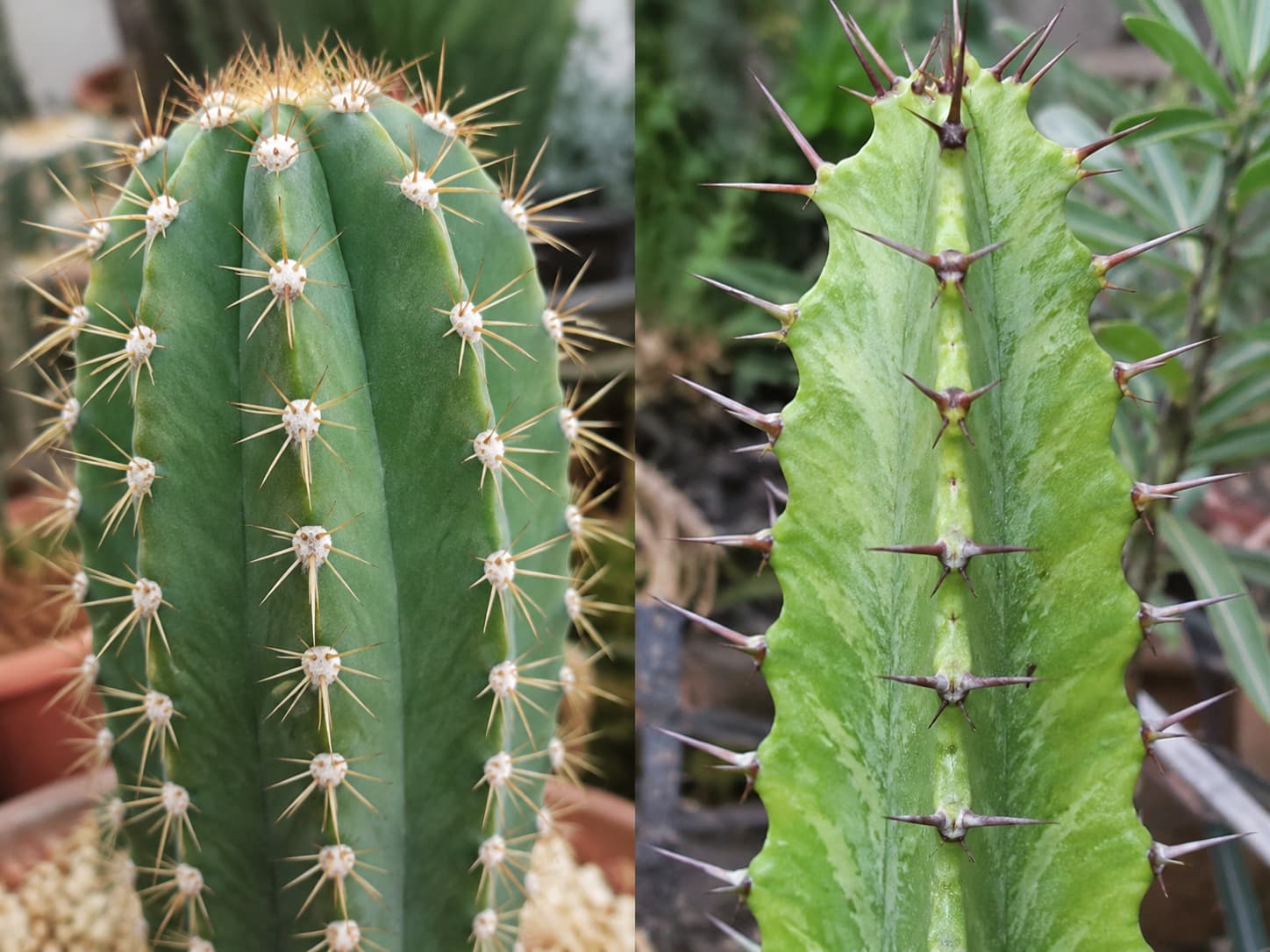 Side-by-side close-up: left shows a true cactus with spines emerging from distinct woolly areoles; right shows a euphorbia with spines emerging directly from the stem surface without areoles