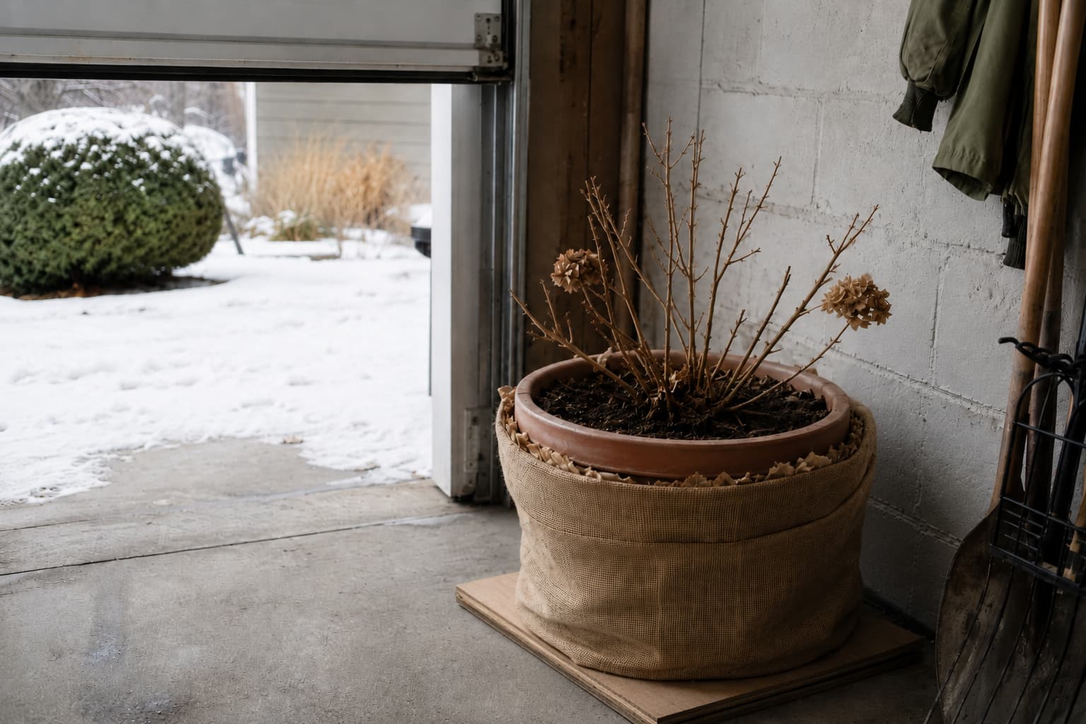 Dormant container shrub protected in an unheated garage during cold winter weather.