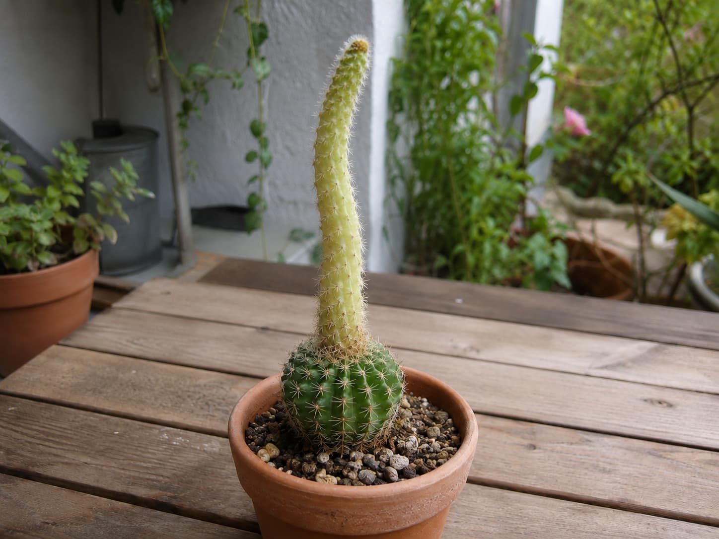 A cactus showing classic etiolation — the base is normal and round, but the top portion has stretched into a thin, pale, elongated column, demonstrating insufficient light over time