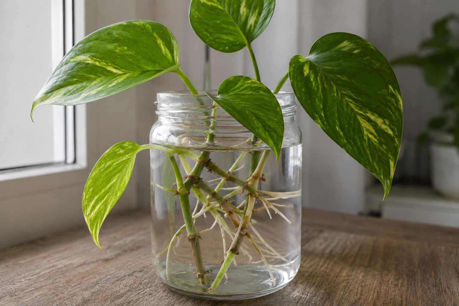 Illustration of healthy golden pothos cuttings with varied white roots growing from visible nodes in a clear glass jar.
