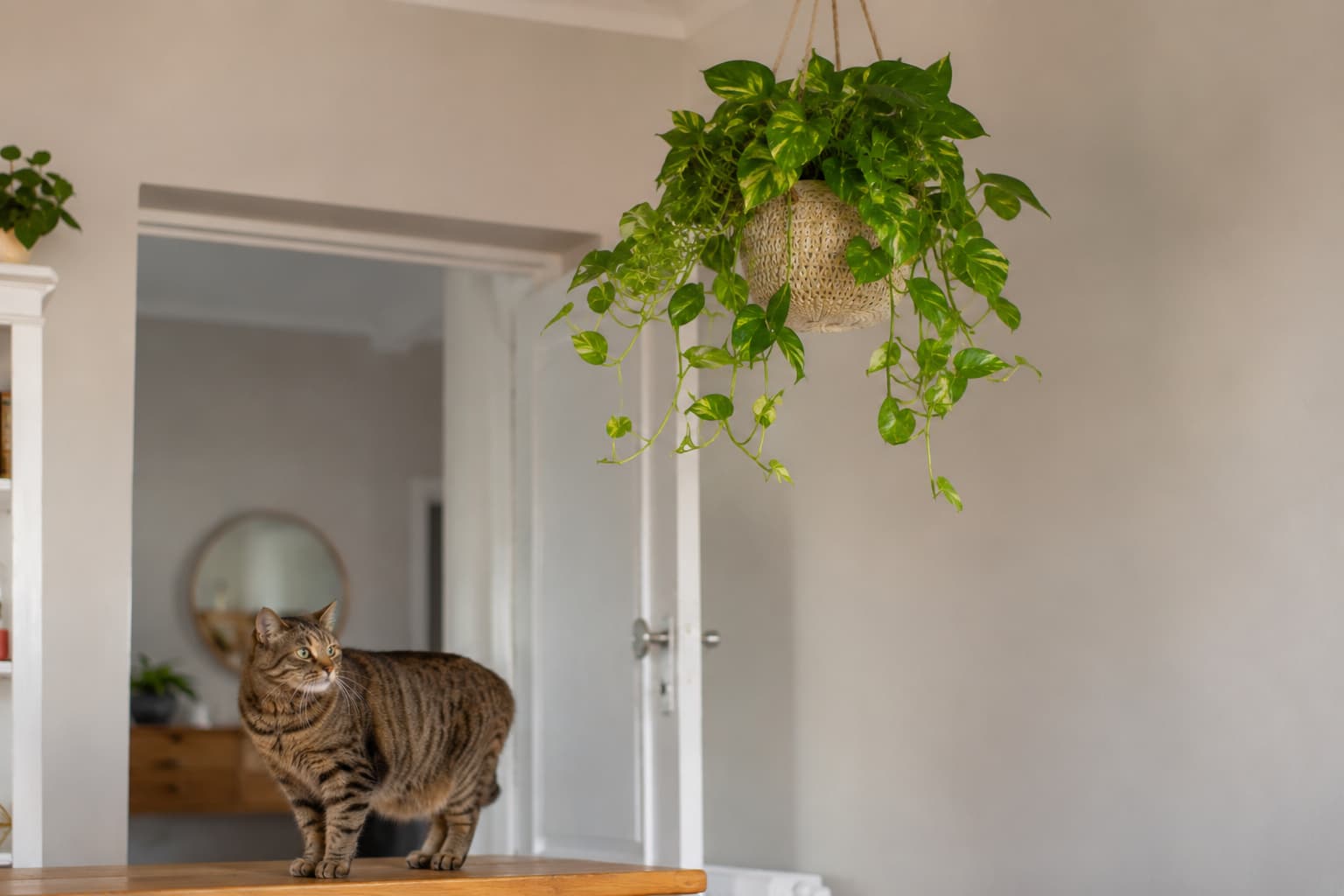 Illustration of golden pothos hanging high above a cat in a bright living room for safer pet placement.
