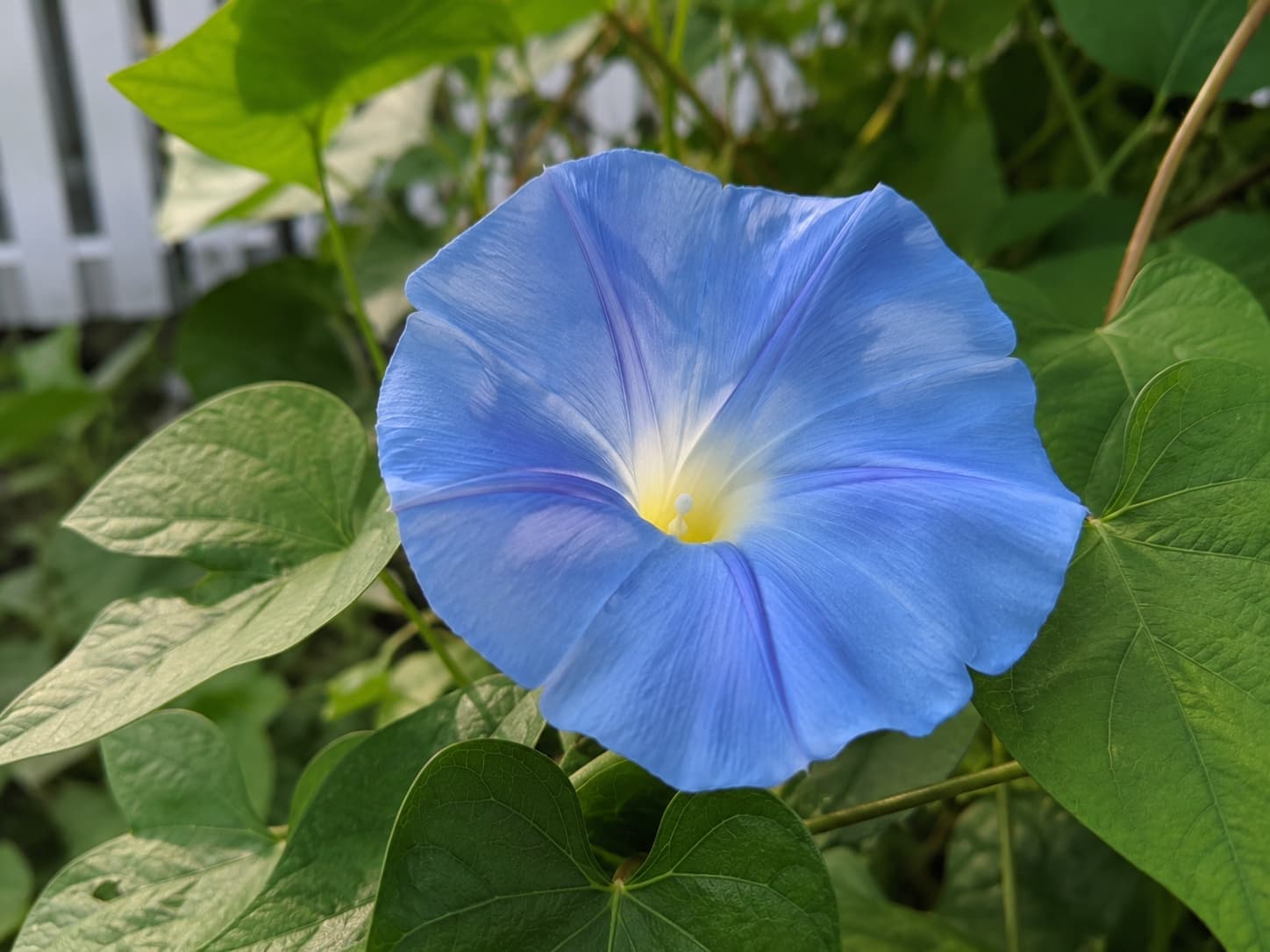 Close-up of an Ipomoea tricolor 'Heavenly Blue' flower — a large sky-blue trumpet with a white and yellow star-shaped throat, fully open in morning light against heart-shaped green leaves