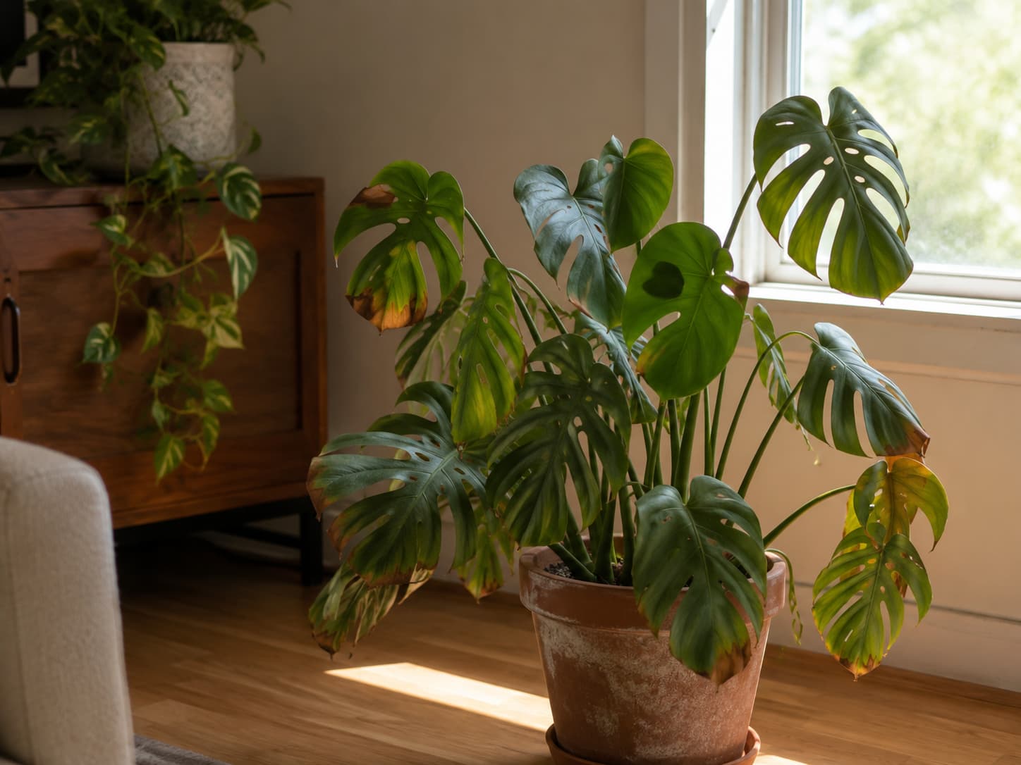 Illustration of a wilting monstera houseplant near a warm window showing summer heat stress.