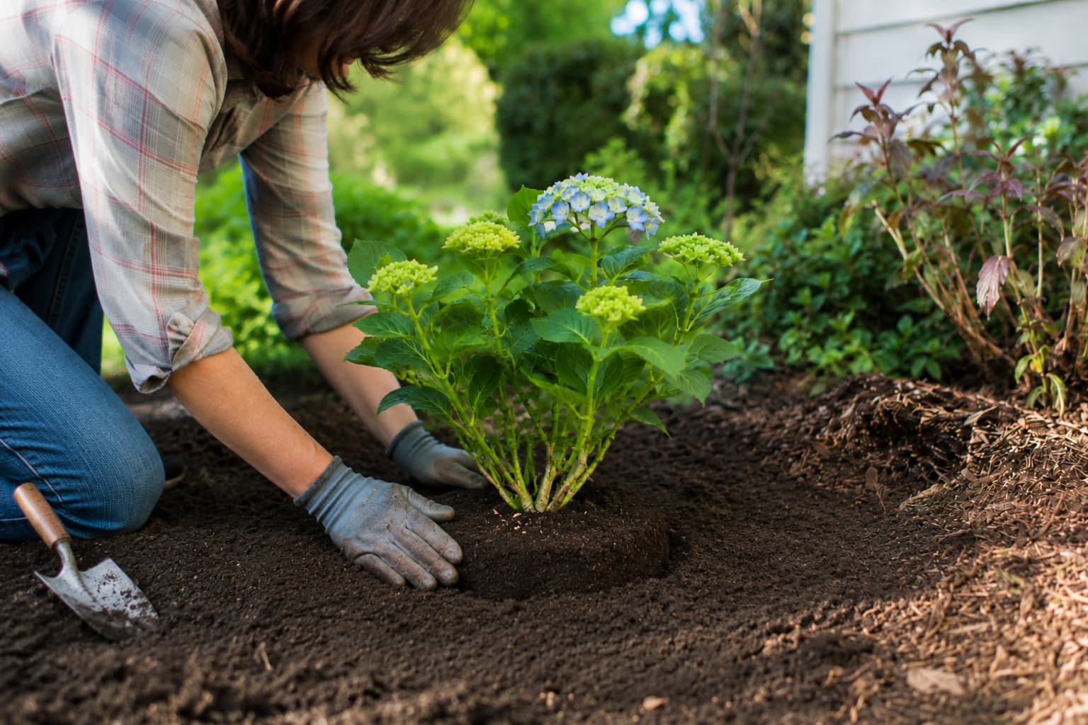Illustration of a gardener planting a hydrangea with the root crown level with the surrounding garden soil.