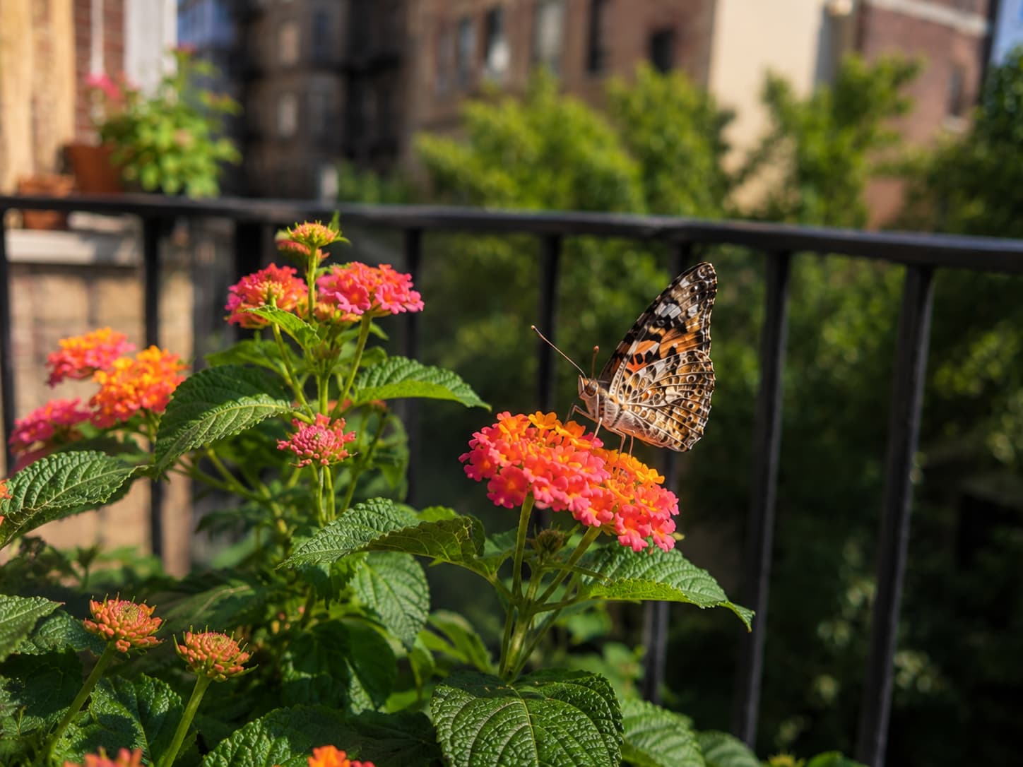 Illustration of colorful lantana flowering in a sunny balcony planter while a butterfly visits the blooms.