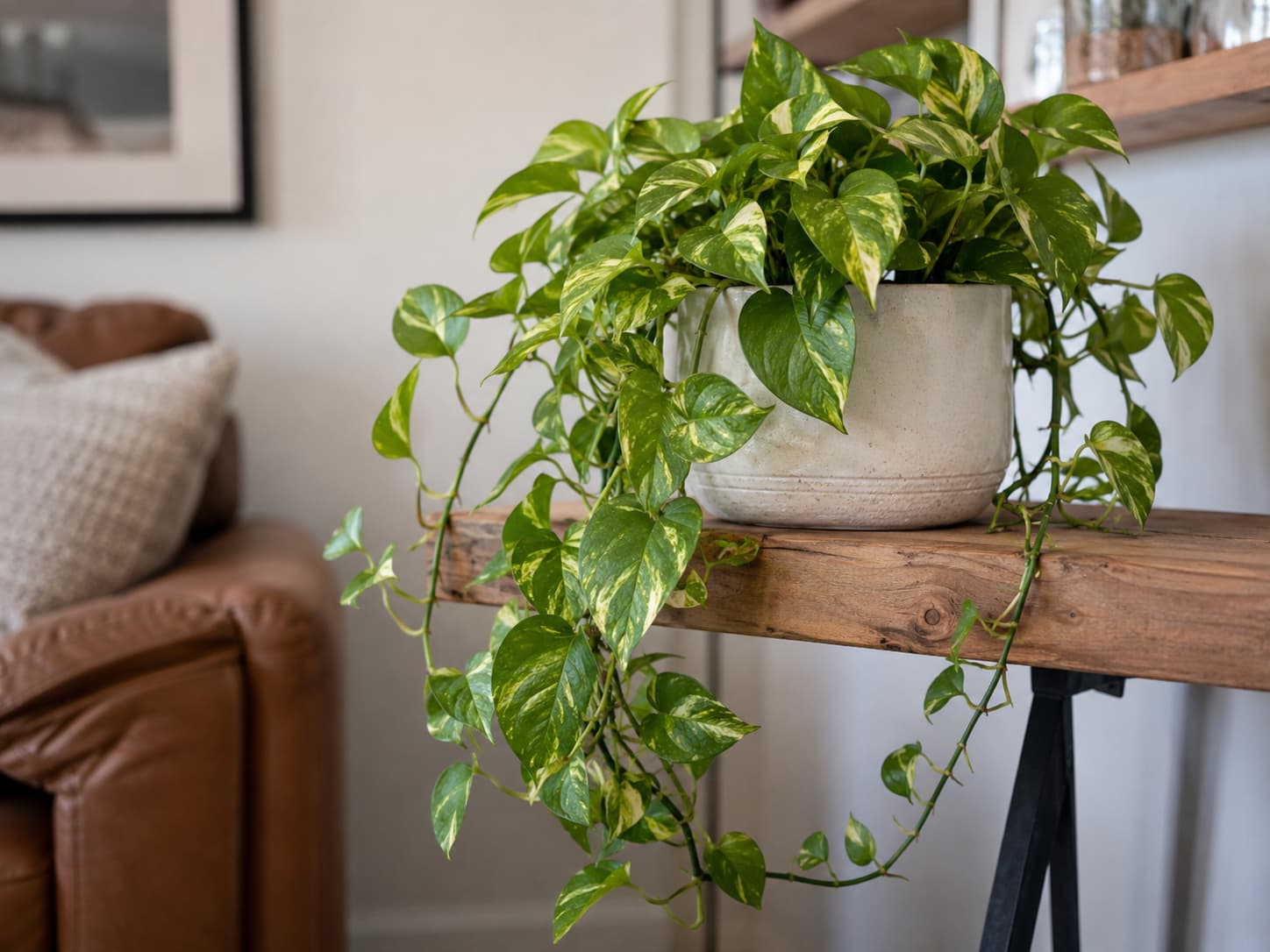 Illustration of mature golden pothos with cascading variegated vines growing from a ceramic pot in a bright living room.