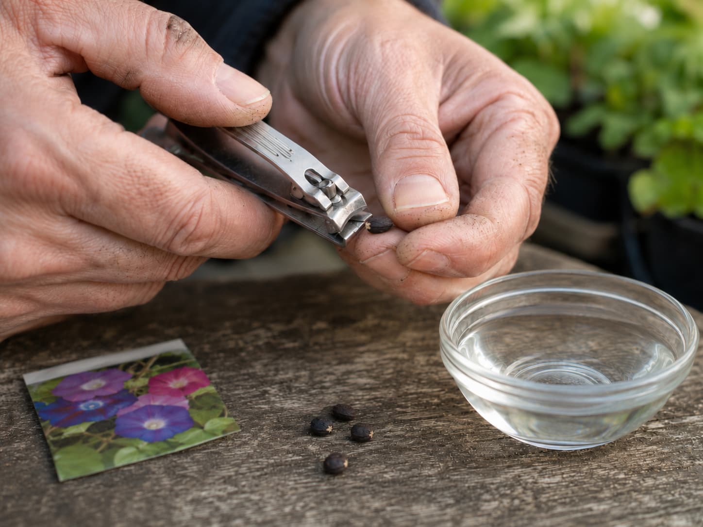 A gardener's hands using a nail clipper to nick the hard seed coat of a morning glory seed, with a bowl of water for soaking and a seed packet visible, demonstrating the scarification technique