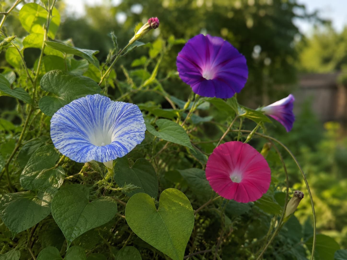 A display of three Japanese morning glory varieties: a large blue-and-white striped 'Mt. Fuji' bloom, a deep purple 'Grandpa Ott', and a bright red 'Scarlett O'Hara', all photographed in morning light