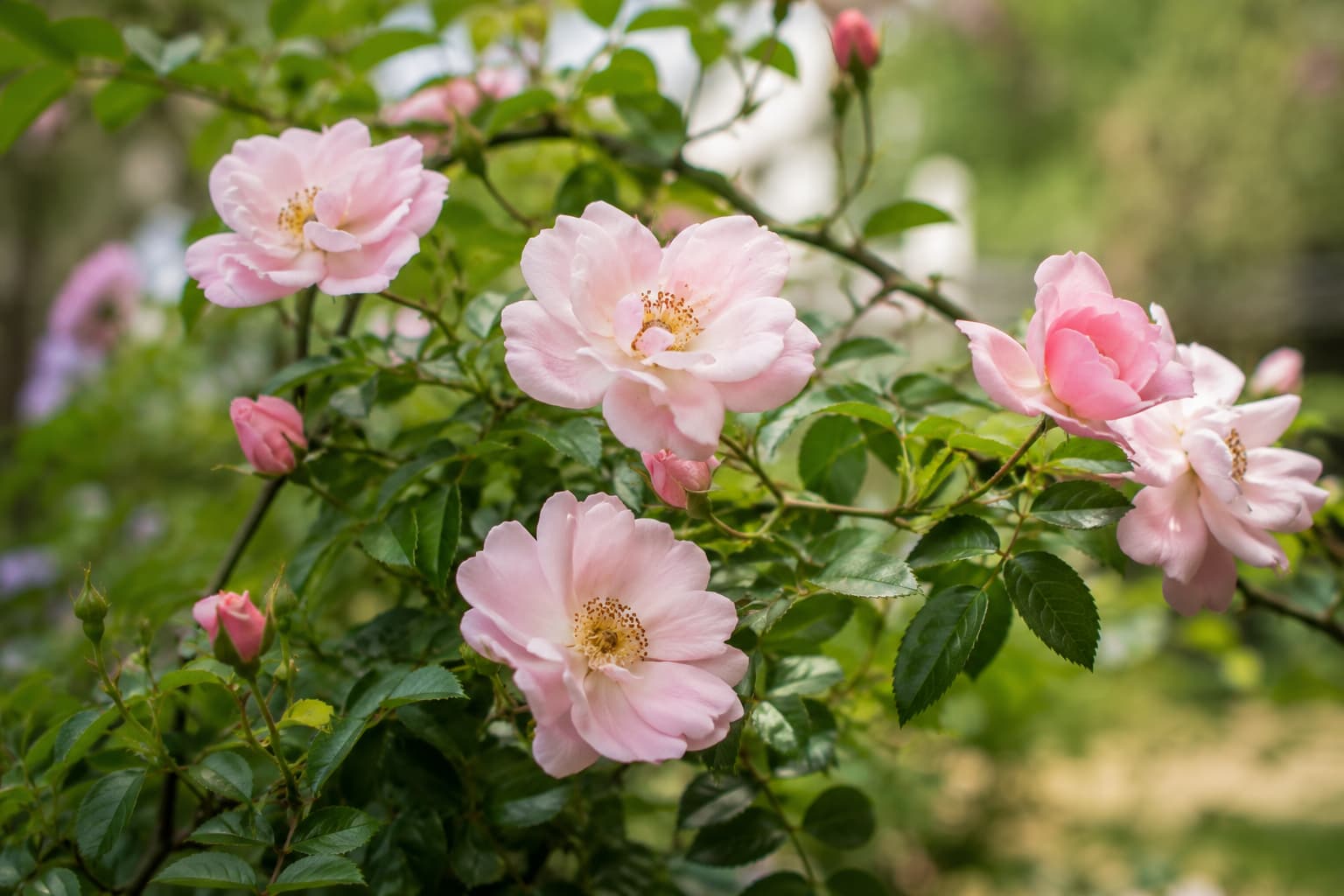 Illustration of Old Blush Rosa chinensis showing soft pink flowers, fresh buds, and glossy green leaves together.