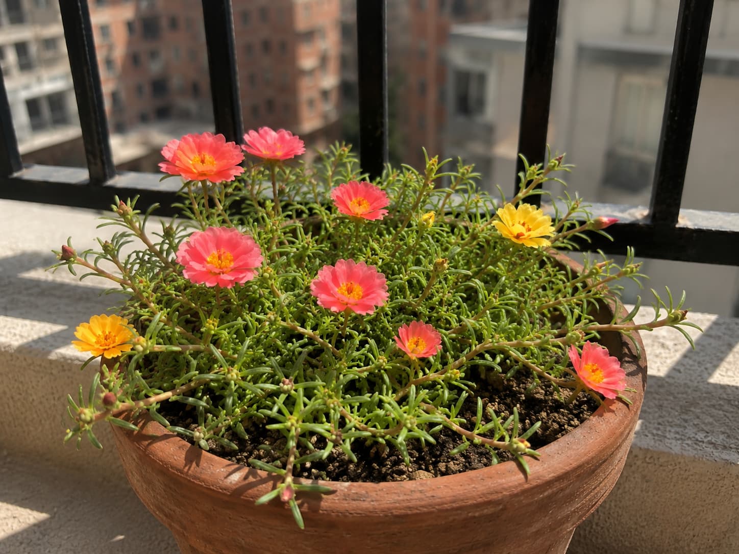 Illustration of portulaca flowering in a well-drained pot on a hot, dry, sun-exposed balcony.