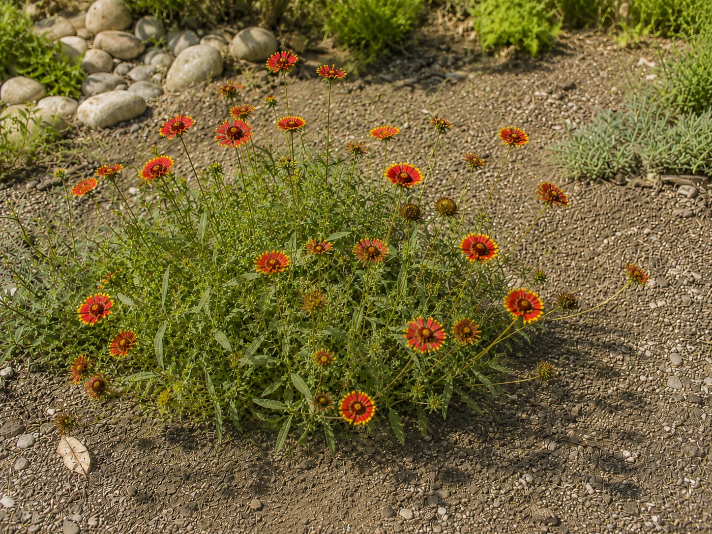 Illustration of red and yellow gaillardia blooming in lean, well-drained soil under strong summer sun.