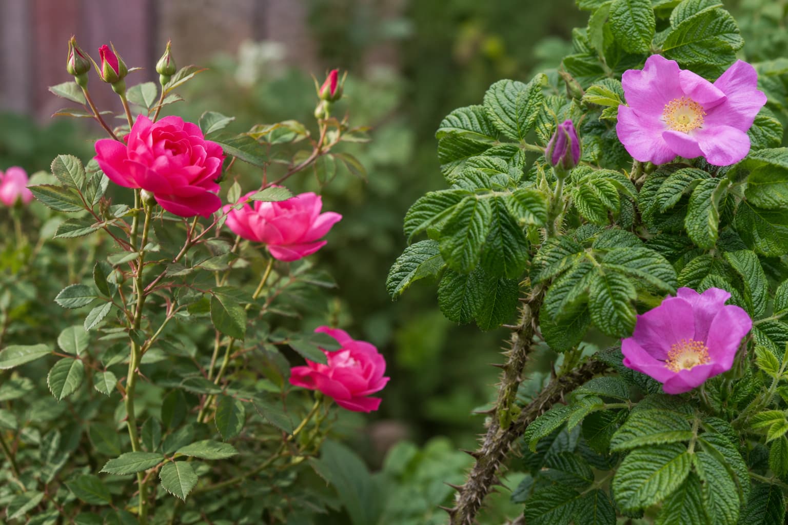 Illustration comparing slender Rosa chinensis foliage and flowers with thorny stems and wrinkled Rosa rugosa leaves.