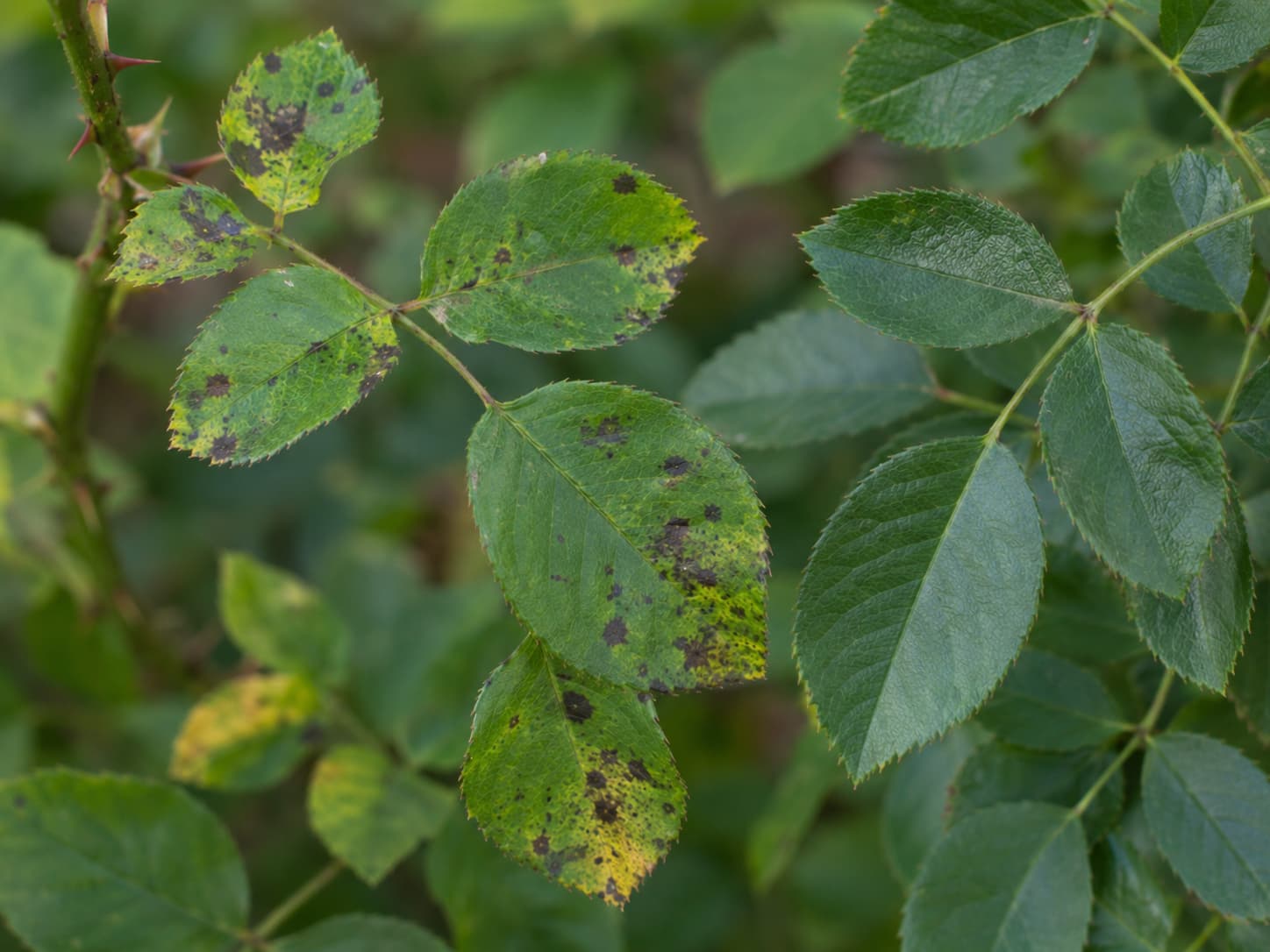 Illustration of rose leaves with fringed black spots, surrounding yellow tissue, and healthy foliage for comparison.