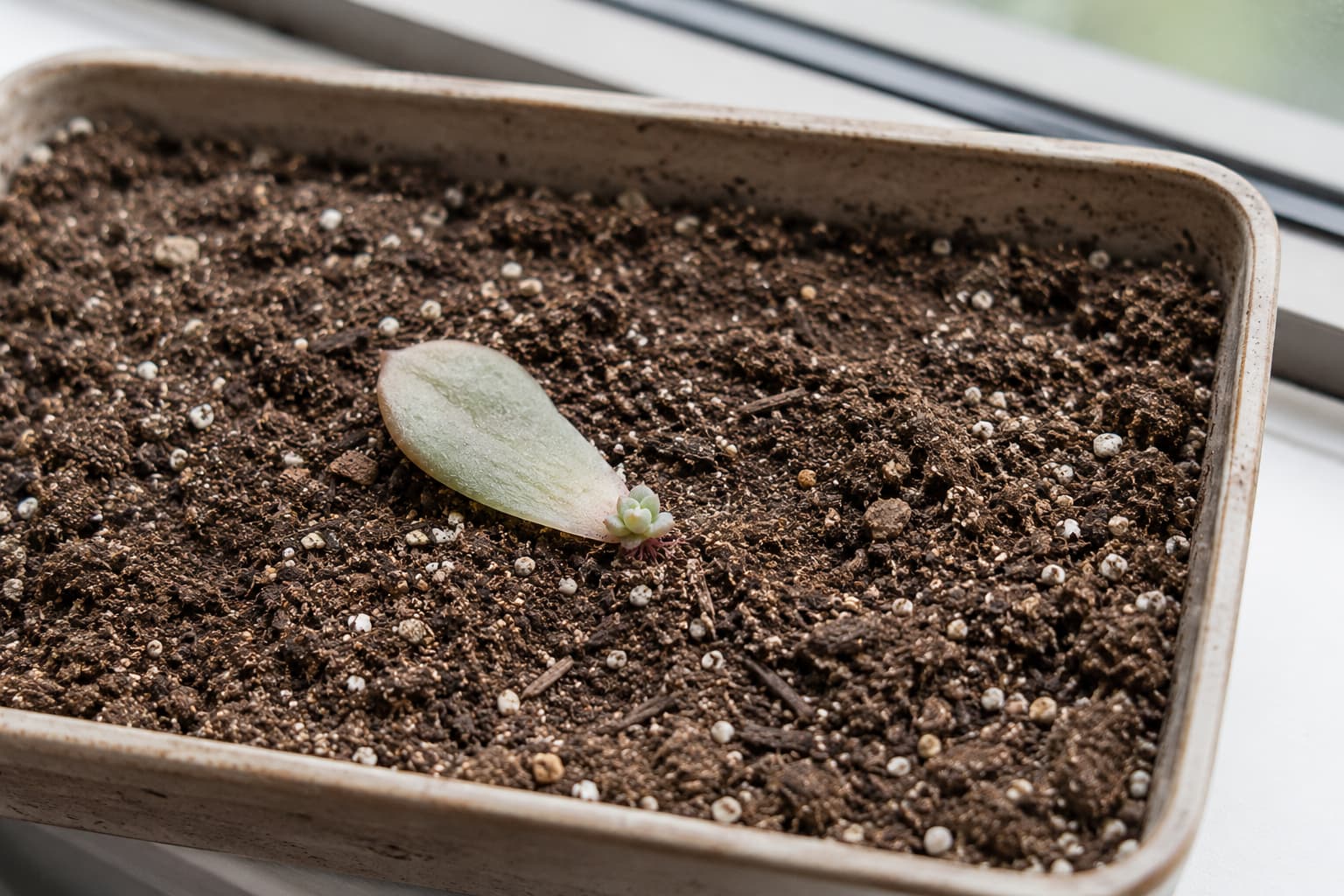 Illustration of a succulent leaf producing fine roots and a small rosette while the mother leaf slowly shrivels.