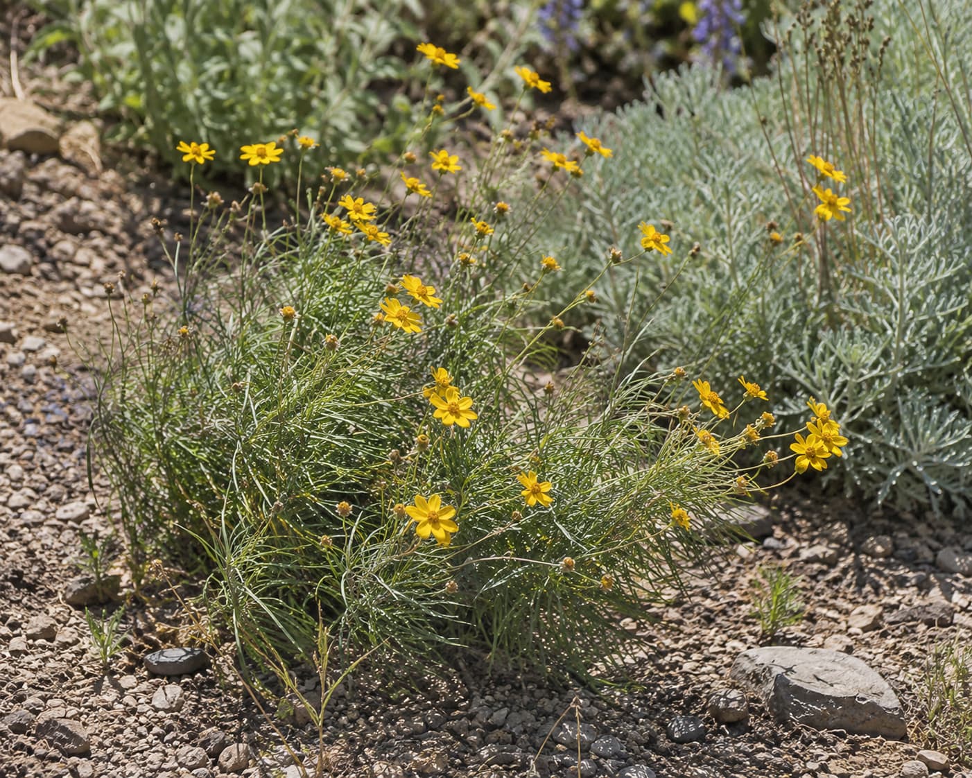 Illustration of yellow threadleaf coreopsis forming a loose mound in a sunny drought-conscious perennial border.