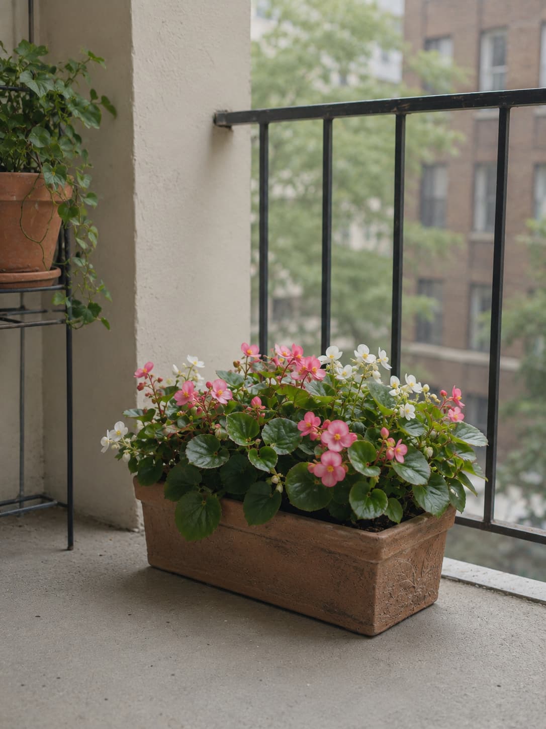 Illustration of wax begonias flowering in containers on a softly shaded north-facing apartment balcony.