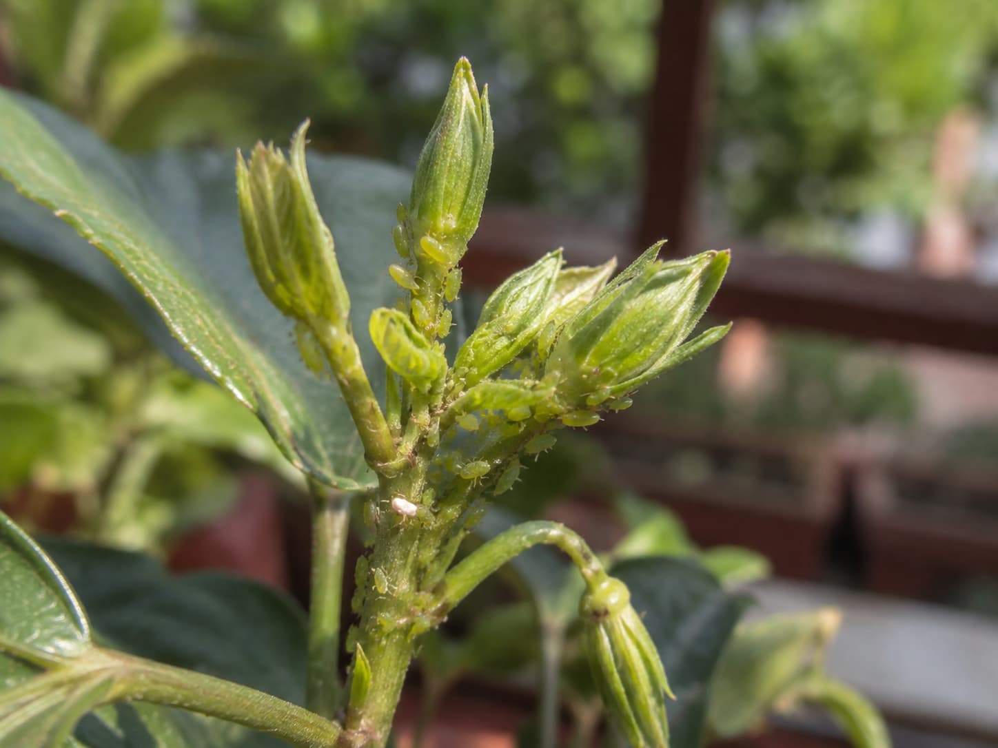 Small aphid colony clustered on tender new growth and flower buds on a warm summer day.