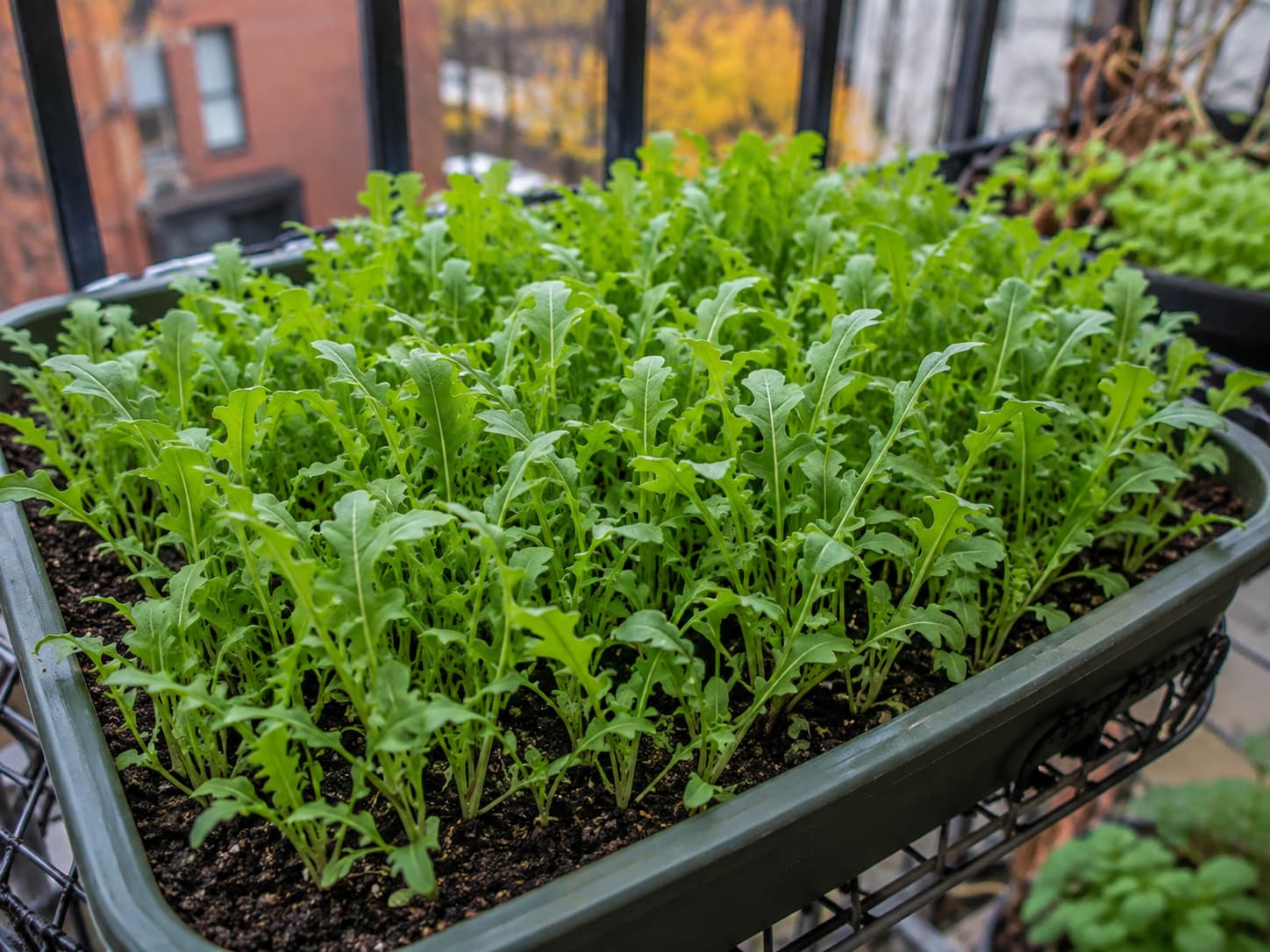 Dense young arugula leaves growing as cut-and-come-again baby greens in a shallow balcony container.
