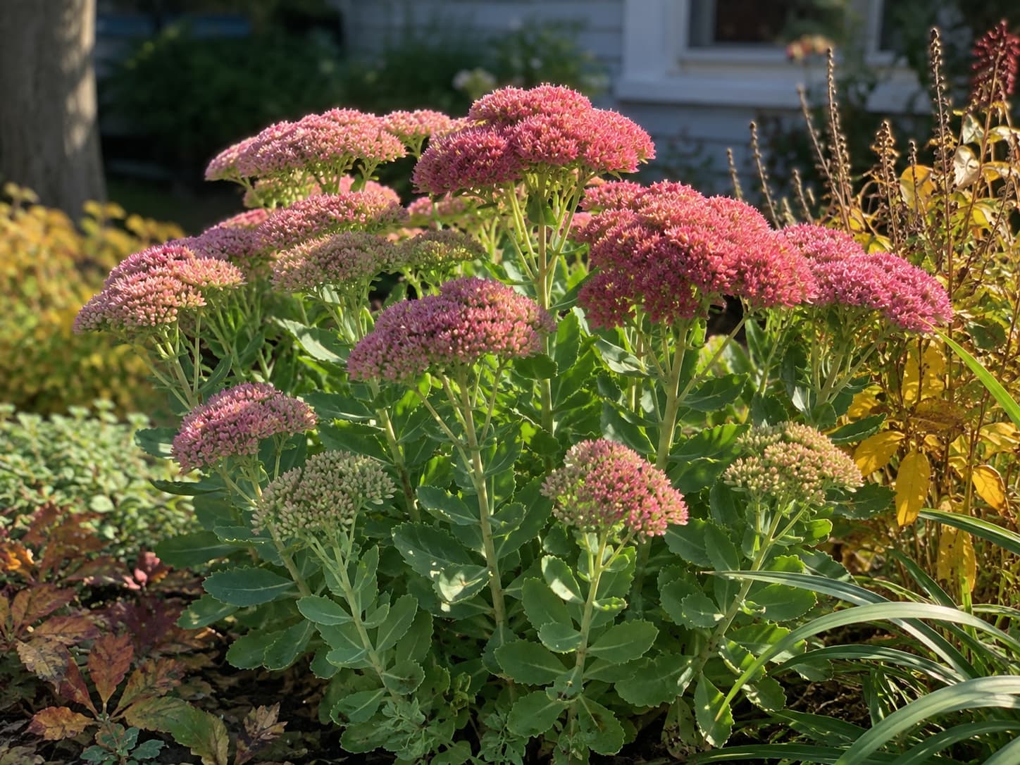 Autumn Joy sedum with broad clusters changing from pink toward deeper rose in a sunny garden.