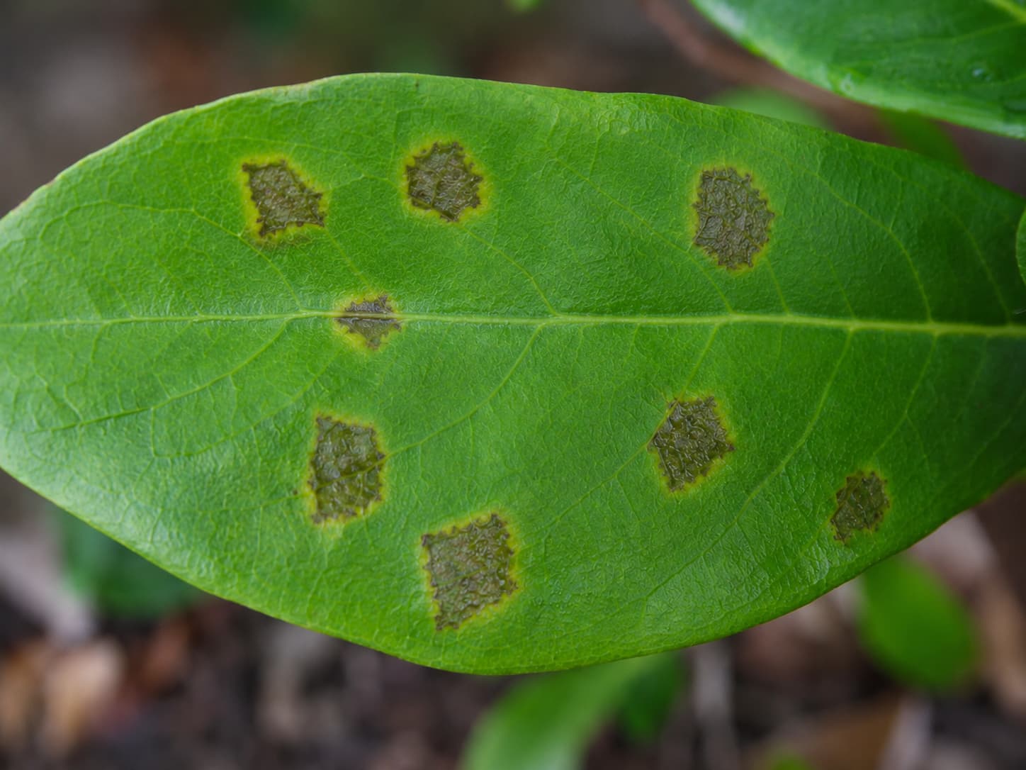 Leaf with water-soaked angular lesions and yellow halos consistent with bacterial leaf spot symptoms.