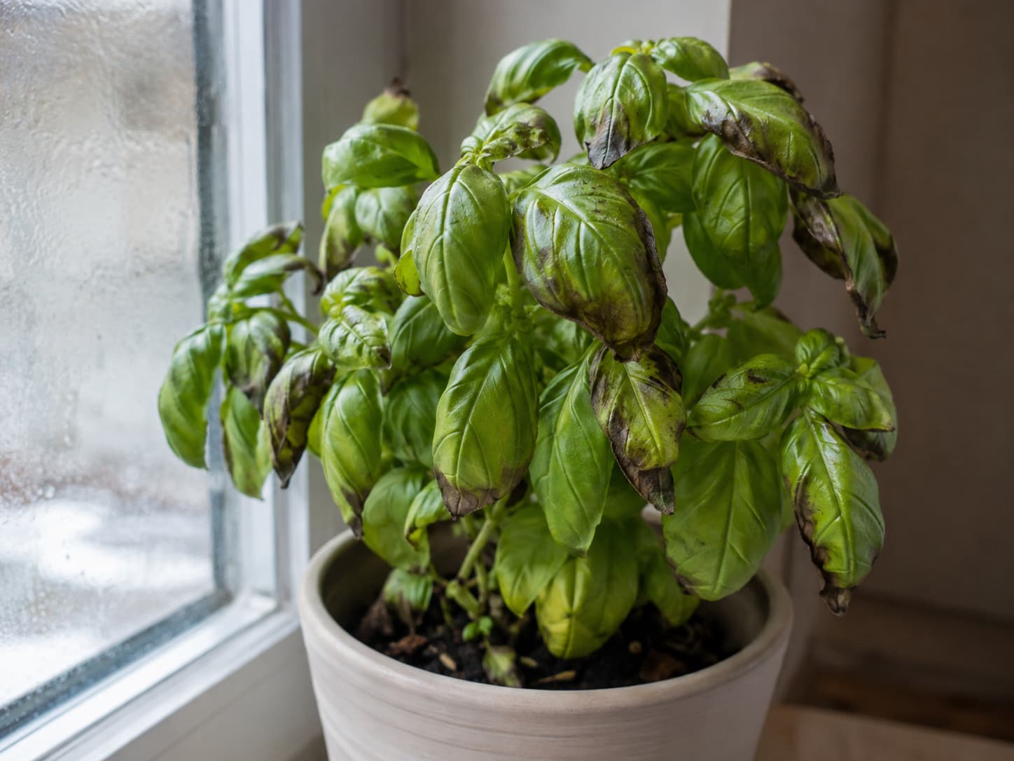 Darkened curled herb leaves near a cool window showing possible cold-stress symptoms.