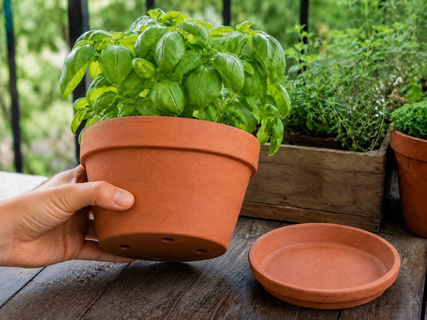 Container with clear drainage holes and an emptied saucer demonstrating proper drainage for healthy roots.