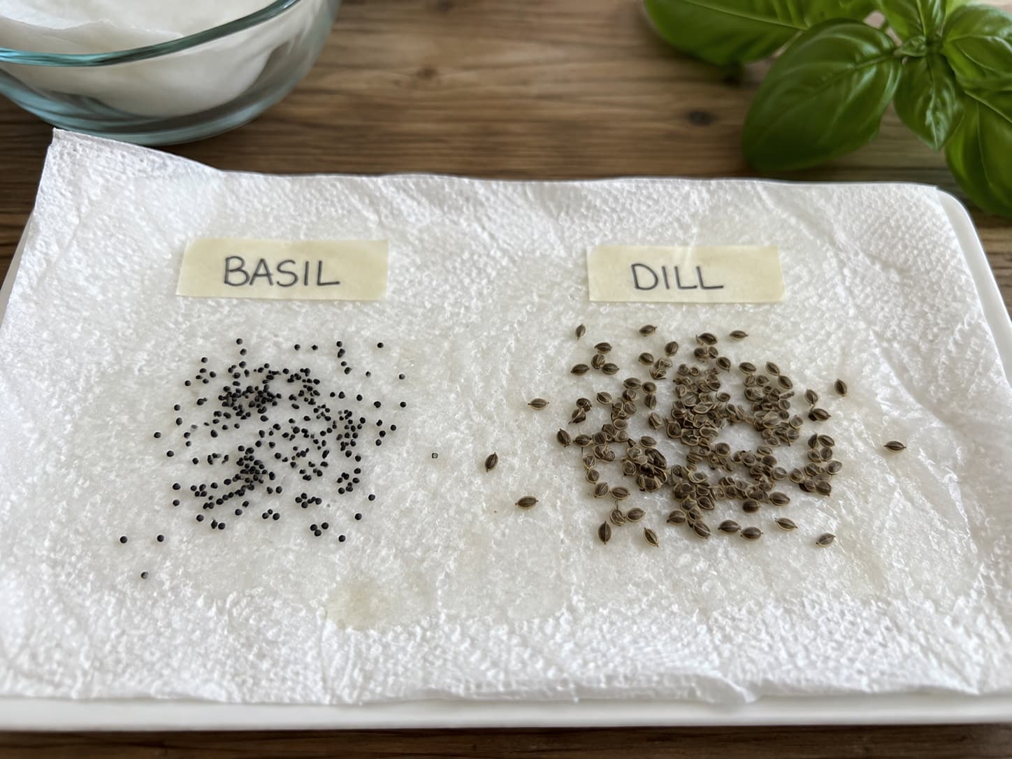 Basil and dill seeds arranged on a damp paper towel for a simple home germination test.