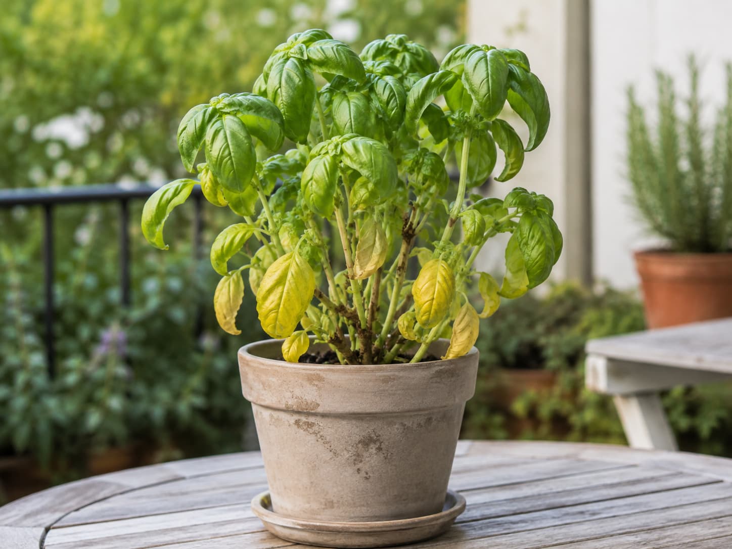 Potted basil showing yellow lower leaves, drooping growth, and stressed stems for a basil problem diagnosis overview.